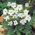 Delavayi White