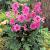 Incarvillea Delavayi