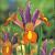 Hollandica Bronze/Purple