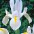 Hollandica White Excelsior