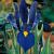 Hollandica Blue