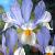 Hollandica Silvery Beauty