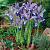 Reticulata Clairette