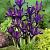 Reticulata Purple Gem