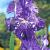 Germanica Purple Striped White