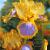 Germanica Yellow/Lila