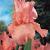 Germanica Pink Tafette