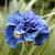 Sibirica Concord Crush