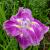 Ensata Rose Prelude