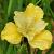 Sibirica Summer Revels