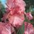 Germanica Pink