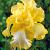 Germanica Yellow/White