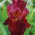 Germanica Red