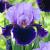 Germanica Purple