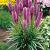 Spicata Spicata
