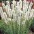 Spicata Spicata Alba