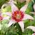 Asiatic Pink Pixels
