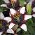 Asiatic Purple Heart