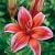 Asiatic Red Electric