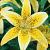Asiatic Yellow Electric