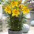 Asiatic Golden Joy