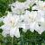 Asiatic Annemaries Dream