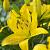 Asiatic Golden Matrix