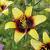 Asiatic Bumblebee