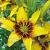 Asiatic Yellow Pixels