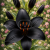 Asiatic Black Charm®