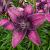 Asiatic Purple Dream®