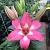 Asiatic Rozalynn®