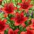Asiatic Red Highland®