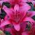 Asiatic Pink County