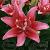 Asiatic Doublelady