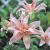 Asiatic Aphrodite