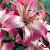 Asiatic Marlene