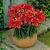 Asiatic Red Carpet