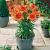 Asiatic Orange Pixie