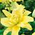 Asiatic Fata Morgana®