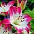 Asiatic Lollypop