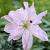 Asiatic Spring Pink