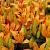 Asiatic Orange Matrix