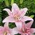Asiatic Elodie