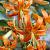 Turkish Cap Speciosum Henryi