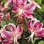 Turkish Cap Speciosum Rubrum