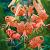 Specie Splendens