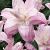 Oriental Lotus Queen
