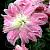 Oriental (double) Lotus Elegance