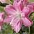Oriental (double) Lotus Wonder